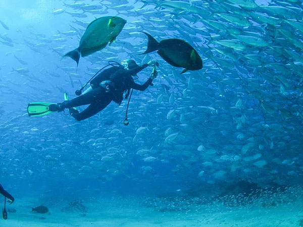 Buceo en Cabo Pulmo.