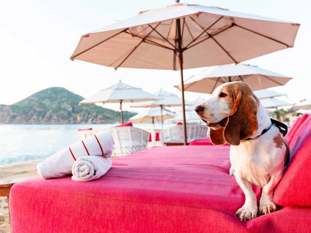 Perro Beagle en una tumbona de playa.
