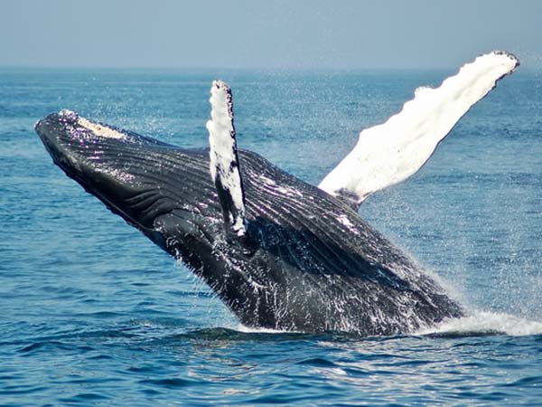 Whale Jumping Out Of The Ocean.