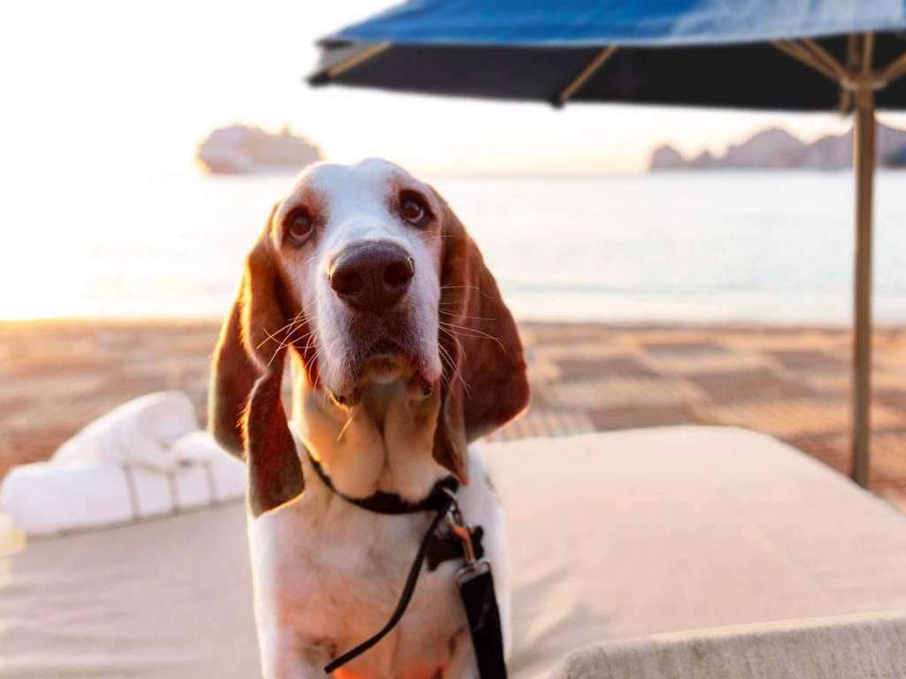 Dog On A Beach Chair.