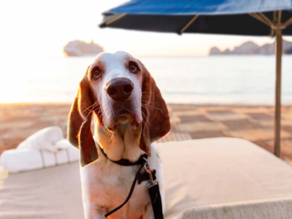 Perro en una silla de playa.