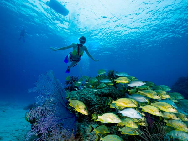 Snuba Diver In Cabo.