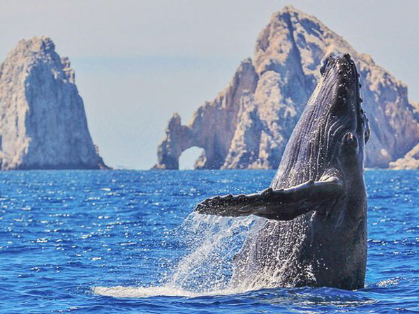 Whale Watching In Cabo.